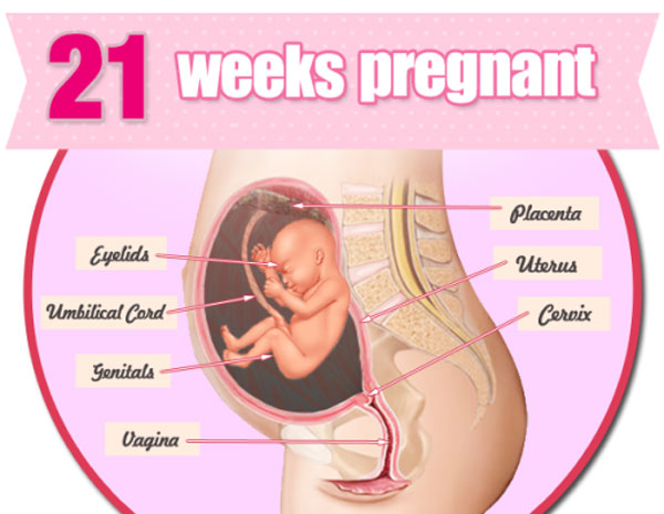 tuan thai thu 21 - Tuần thai thứ 21 và những thông tin bà bầu cần biết